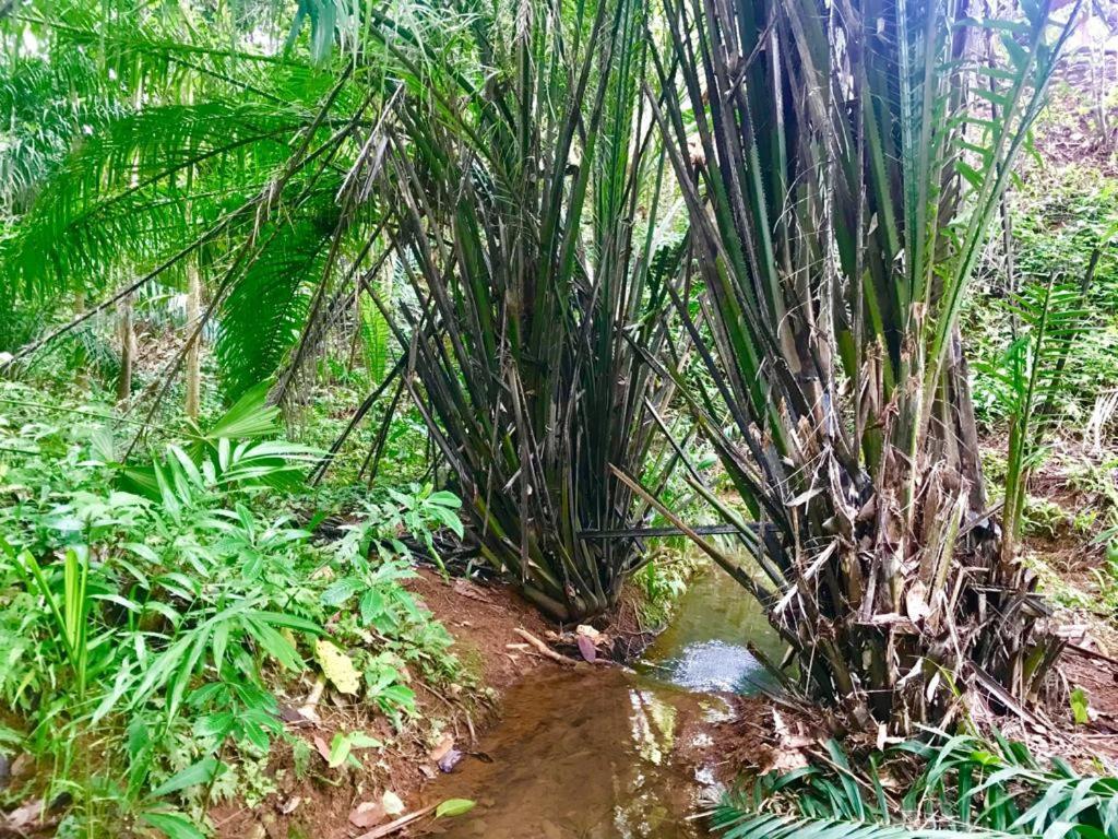 El Pulpo Safari Lodge Ojochal Eksteriør bilde